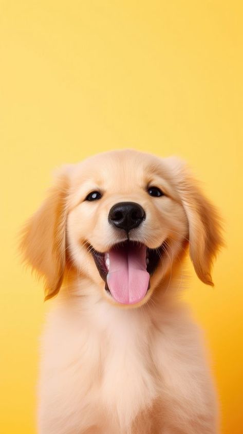 Happy golden retriever puppy mammal animal. Puppy Wallpaper Iphone, Happy Golden Retriever, Dog Wallpaper Iphone, Cute Puppy Wallpaper, Wild Animal Wallpaper, Cute Dog Wallpaper, Wallpaper Dog, Puppy Wallpaper, Wallpaper Mobile