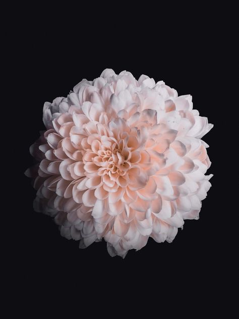 Pink Dahlia Flower, First Flowers Of Spring, Pink Dahlia, Wallpaper Flower, Flowers Wallpapers, Witchy Wallpaper, Flower Iphone Wallpaper, Flowers Black, Watch Wallpaper