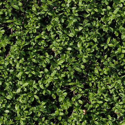 Seamless tileable hedge grass texture Grass Texture Seamless, Paper Texture Seamless, Garden Illustrations, Mountain Texture, Dirt Texture, Grass Texture, Road Texture, Plant Texture, Plaster Texture