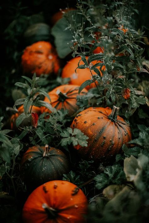 Today we're covering the top 12 Samhain symbols to use in your rituals this year! As the leaves begin to transform into vibrant hues and a crisp chill fills the air, the ancient festival of Samhain Symbols, Samhain Aesthetic, Autumn Halloween Aesthetic, Samhain Recipes, Fall Hygge, Fruit Collage, The Otherworld, Dear World, Rainy Day Aesthetic