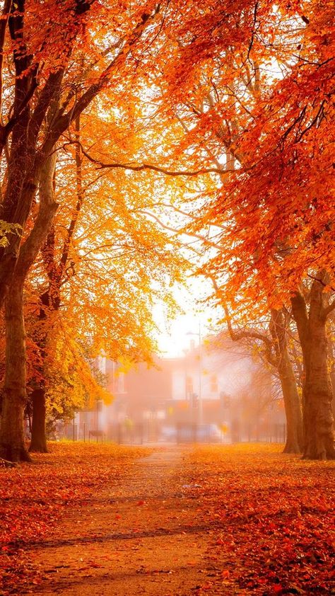 Fall Wallpaper Tumblr, Autumn Wallpaper, Beautiful Scenery Pictures, Iphone Wallpaper Fall, Autumn Scenes, Orange Aesthetic, Orange Wallpaper, Autumn Scenery, Orange Art