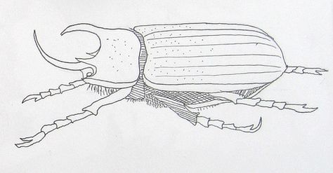 Rhinoceros Beetle Drawing, Beetle Side View, Bug Anatomy Illustration, Dung Beetle Illustration, Beetle Underside, Japanese Rhinoceros Beetle, Side View Drawing, Side View, Bugs