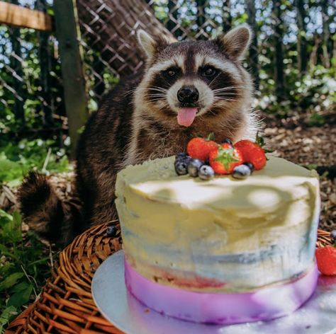 Incredible Birthday Party, Happy Birthday Sir, Pet Raccoon, Cute Small Animals, Twitter Post, Cute Raccoon, Raccoon Funny, Pure Happiness, Trash Panda