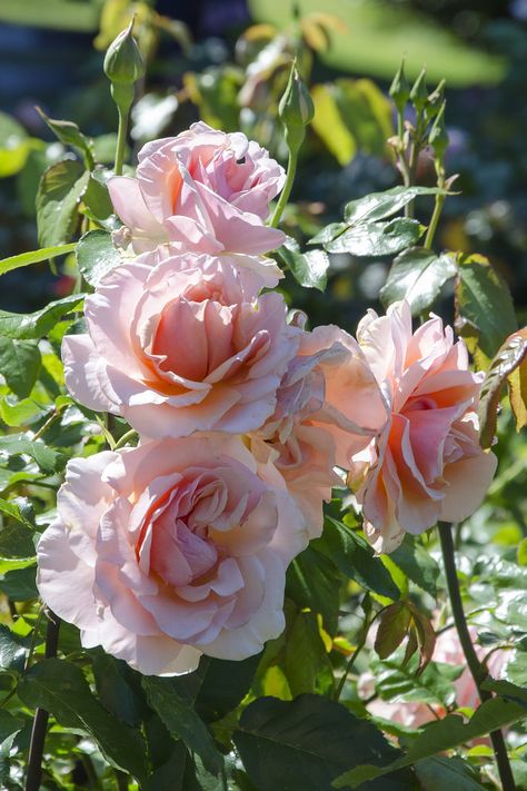 'Mother of Pearl' |Grandiflora rose. Introduced in 2006 by Meilland. | Flickr - © Clara Johnson Flowers Garden Ideas, Mother Of Pearl Rose, Best Roses, Easy Gardening, Diy Rose, Types Of Roses, Magic Garden, Pearl Rose, David Austin Roses