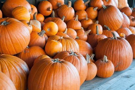 When and How to Harvest Pumpkins – P. Allen Smith When To Pick Pumpkins, Pumpkin Martini, Pumpkin Pie Martini, Turkey Pumpkin Chili, P Allen Smith, Sweet Potato Pies Recipes, Chili And Cornbread, Pumpkin Carving Templates, Turkey Chili