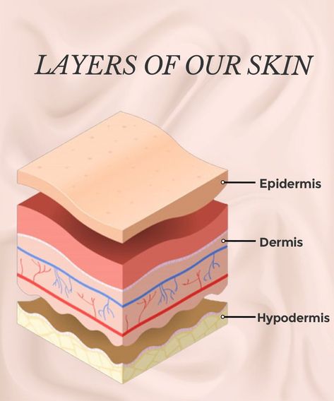 To understand how moisturisers work, we need to first understand our skin. Our skin has primarily three layers: Epidemis, Dermis, Hypodermis. The epidermis is the outermost layer of the skin. It acts as a barrier, protecting the inner layers of the skin from environmental stressors such as pollution, dust, UV rays. The dermis is the middle layer of the skin. It contains nerves, blood vessels, hair shafts, sweat and sebaceous glands The hypodermis comes after the epidermis and the dermis. Layers Of Skin Anatomy, Dermis Layers Anatomy, Skin Layers Anatomy, Dermis Layers, Epidermis Layers, Skin Diagram, Structure Of Skin, Layers Of The Skin, Skin Anatomy