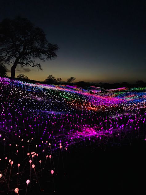 Field Of Lights, Glowing Flowers, Wedding Stage Design, Hawaiian Decor, Scenery Pictures, Backyard Lighting, Kyushu, The Terrace, Art Technology