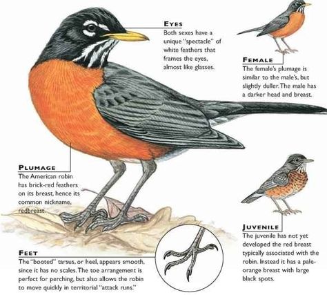 American Robin Illustration, American Robin Drawing, Watercolor Robin, Robin Drawing, Red Robin Bird, Female Robin, Robin Tattoo, Robin Birds, European Robin