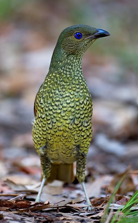 Satin Bowerbird (Ptilonorhynchus violaceus) female Bower Bird, Most Beautiful Birds, Australian Birds, Nature Birds, Bird Pictures, Exotic Birds, All Birds, Pretty Birds, Bird Photo