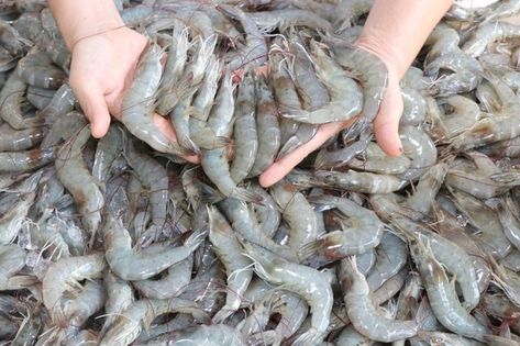 Premium Photo | Close-up fresh white shrimp on hand in seafood market. Giant Shrimp, Shrimp Farming, White Shrimp, Seafood Shop, Cooking Decorating, Prawn Shrimp, Seafood Market, Farm Photography, Photo Food