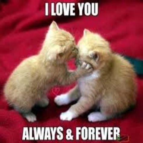 Cat Love You, I Love You Pic Cute, Love You Funny Humor, I Love You Best Friend, I Love You Cat, Love You Meme Funny, Love Core, I Love You Cute Pics, Iloveyou Memes Funny