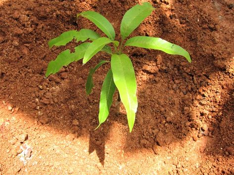 Here’s How to Grow Mango from Seed | The garden! Mango From Seed, Growing Mango From Seed, Grow Mango, Mango Plant, Single Tree, Mango Tree, Replant, Growing Tree, Planting Seeds