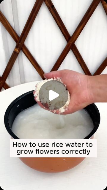 Gardening Tips on Instagram: "Use fermented rice water properly #garden #gardening #plants #planting #planthacks #gardenhacks #gardeningmakemehappy #gardeningtips #gardeningideas #gardeninspiration #gardenlove" Rice Water For Plants, Rice Warmer, Fermented Rice Water, Gardening Indoors, Fermented Rice, Gardening Hacks, Gardening Plants, Rice Water, Fertilizer For Plants