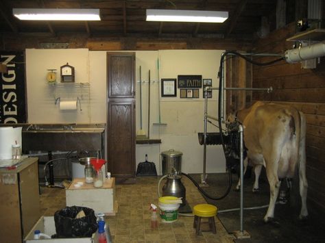 small milk barn layout - ill have to convince my husband of this since he wants a milk cow :) Cow Stanchion, Milking Room, Milk Parlor, Farm Sayings, Cow Care, Milking Parlor, Milking Cow, Jersey Cattle, Parlour Design