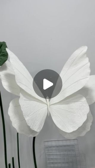 Butterfly Display, Instagram White, Paper Butterfly, July 17, Decoration Design, White Color, Paper Art, Blossom, Paper Crafts