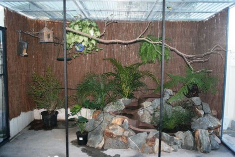 Rabbit Cage Setup, Finch Aviary, Outdoor Aviary, Rabbit Cages Outdoor, Aviary Ideas, Big Bird Cage, Finch Cage, Diy Rabbit Cage, Parrot Cages