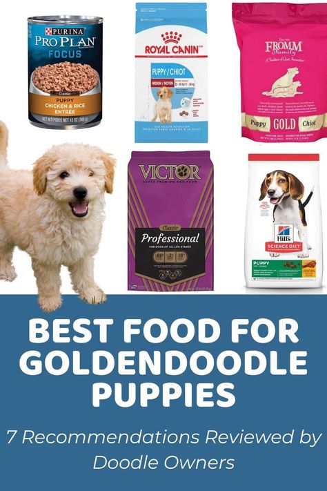 Best Dog Food For Goldendoodles, Goldendoodle Diet, Golden Doodle Homemade Food, Doodle Tips, Puppy Growth Chart, Purina Dog Food, Golden Doodle Puppy, Goldendoodle Miniature, Best Puppy Food