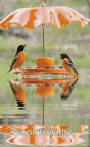 Raining Gif, Good Morning Rain, Rainy Good Morning, Good Morning Gif Images, Cute Good Morning Gif, Good Morning Coffee Gif, Good Morning Beautiful Gif, Morning Rain, Good Night Love Images