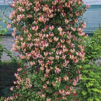 Fragrant Cloud Honeysuckle from Spring Hill Nursery Climbing Plants Trellis, Honeysuckle Plant, Honeysuckle Vine, Spring Hill Nursery, Climbing Flowers, Magenta Flowers, Garden Vines, Peaches And Cream, Trellis Plants