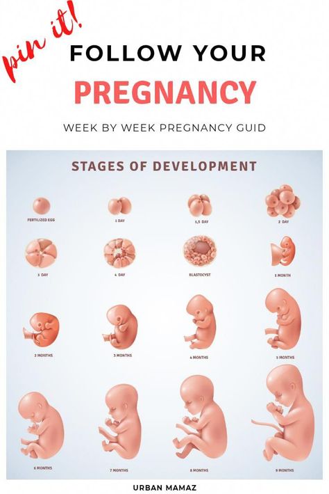 Weeks of pregnancy - The ultimate Week by Week Guide to Pregnancy. All you need to know about your pregnancy - Pregnancy stages. Read More>>> Stages Of Baby Development, Pregnancy Week, Newborn Schedule, Pregnancy Info, Baby Kicking, Pregnancy Information, Pumping Moms, Baby Sleep Problems, Pregnancy Stages