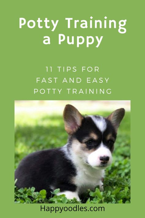 Puppy Potty Training Schedule, Potty Training Puppy Apartment, Dog Potty Area, Puppy Potty Training Tips, Puppy Potty Training, Training Puppies, Training A Puppy, Easy Potty Training, Train Your Puppy