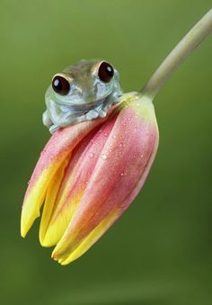 Alien Black-eyed Monkey Tree Frog ~ Photography by AnimalExplorer ... Black Eyed Tree Frog, Frog Photography, Tree Frog, Tree Frogs, Black Eyed, Reptiles And Amphibians, Cute Frogs, Dragonflies, Amphibians