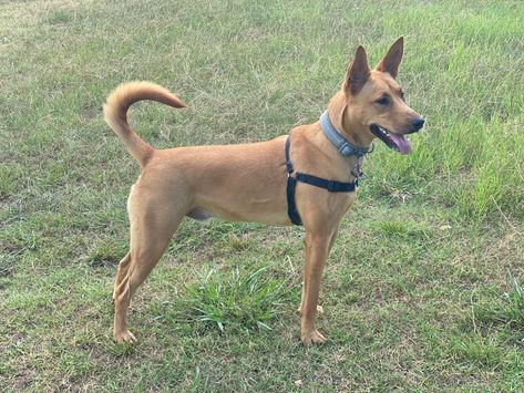 American Dingo Carolina Dog puppy American Dingo, Carolina Dog, Disabled Dog, Animal References, American Kennel Club, Beloved Dog, 7th Grade, Mixed Breed, Dog Puppy