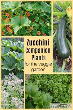 Zucchini Companion Plants, Squash Companion Plants, Dyi Garden, Best Companion Plants, Companion Planting Guide, Companion Planting Chart, Growing Zucchini, Zucchini Plants, Companion Gardening