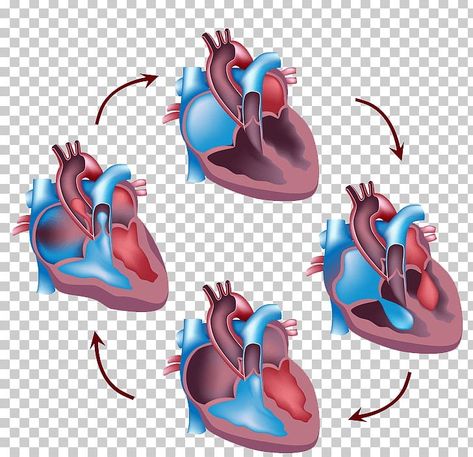 Heart Circulatory System, Bulletin Boards Elementary, Games Team Building, Body Png, Neet Notes, Cardiac Cycle, Medical Assistant Student, Ipad Notes, Education Games