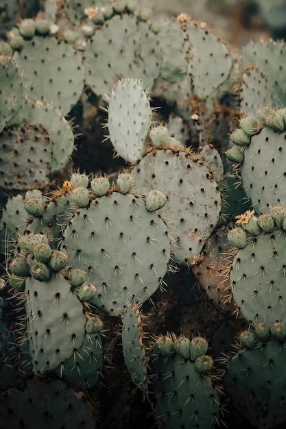 Cactus Texture, Big Needle, Desert Sage, Green Cactus, Prickly Pear, Vector Pattern, Premium Photo, Yarn Dyeing, Cactus Plants