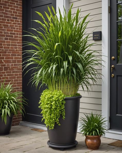 20 Lemon Grass Plant Ideas For Patios - Toolz Geek Potted Plants For Front Porch, Lemon Grass Plant, Wildlife Garden Design, Apartments In Nyc, Lemongrass Plant, Shrubs For Landscaping, Mosquito Repelling, Garden Wall Designs, Patio Flowers