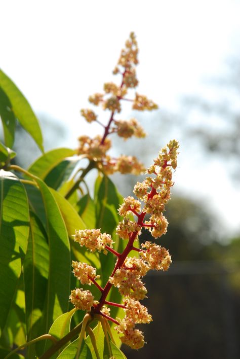 The mango tree is now flowering! (2012) Mango Tree Images, Boho Style Shop, Mango Flower, Mandarin Tree, Mango Trees, Downtown Photography, Dj Photos, Instagram Captions For Friends, Art Village