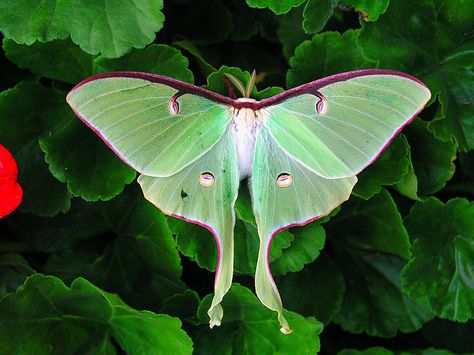 While not a butterfly - Luna moth Actias luna belongs here.  They are a magical sight to behold! Luna Moth, Moth, Plants, Green, Red, White