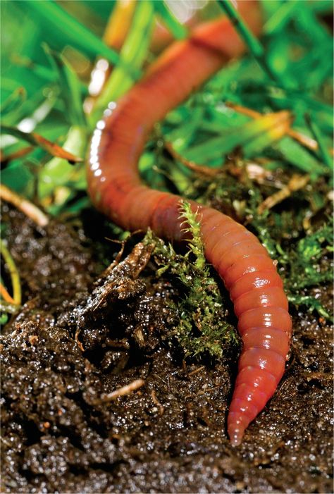 Earthworm Strange Animals, Nature Picture, Kingdom Animalia, Best Nature, Photos For Profile Picture, Earthworms, Zoology, Nature Photographs, Weird Animals