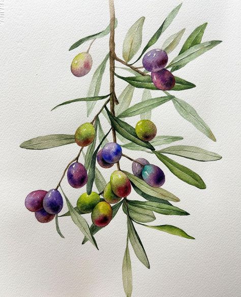 Olive Tree Drawing, Branch Drawing, Olive Oil Packaging, Autumn Illustration, Watercolor Plants, Watercolor Flower Art, 수채화 그림, Botanical Painting, Botanical Watercolor