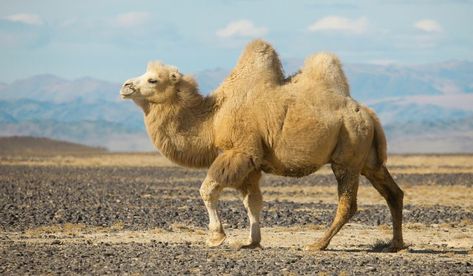 A Bactrian camel in Mongolia. Camel Tattoo, Camels Art, Bactrian Camel, Desert Animals, National Animal, Rare Animals, Animal Sketches, Silk Road, Hyena