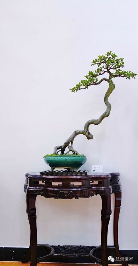 Bonsai Bunjin, Bonsai Fruit Tree, Japanese Cedar, Jade Bonsai, Bonsai Mame, Bonsai Tree Types, Bonsai Techniques, Mame Bonsai, Antique Chinese Furniture