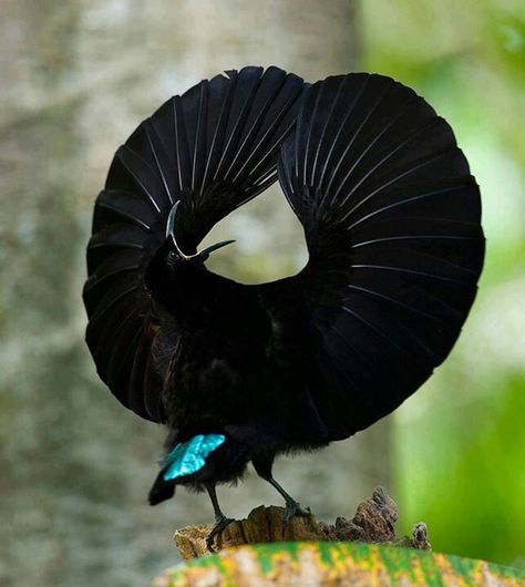 Bird of Paradise, This bird 'clicks' his feathers to attract mate in his unusual mating dance! Jungle Boogie, Australian Birds, Wildlife Photos, Airbrush Art, Exotic Birds, All Birds, Pretty Birds, Colorful Birds, Birds Of Paradise