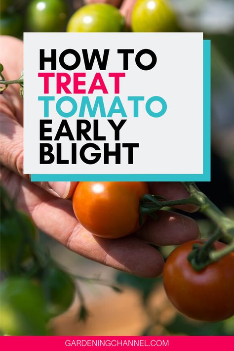 Follow these gardening tips to learn how to identify and treat early blight on tomatoes. Don't miss the tips on causes and symptoms of early blight that can occur anytime in the tomato growing season. #gardeningchannel #gardening #tomatogrowing #tomatogardening #tomatodiseases Blight On Tomatoes, Raised Beds Garden, Tomato Diseases, Homestead Garden Layout, Tomato Blight, Tomato Disease, Dreamy Backyard, Tomato Growing, Garden Vertical