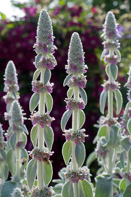 Lamb's Ears... look at the tiny bees! Bat Garden, 1960s Garden, Shrub Border, Flowers Types, Stachys Byzantina, Tiny Gardens, Pastel Garden, Lamb's Ear, Night Garden