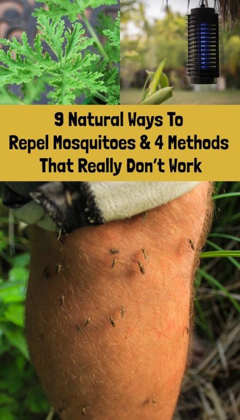 9 Natural Ways To Repel Mosquitoes And 4 Methods That Really Don’t Work Natural Bug Repellent For Yard, Treating Mosquito Bites, Fence Building, Mosquito Repellent Candle, Mosquito Repellent Homemade, Mosquito Repellent Spray, Mosquito Traps, Diy Mosquito Repellent, Kill Roaches