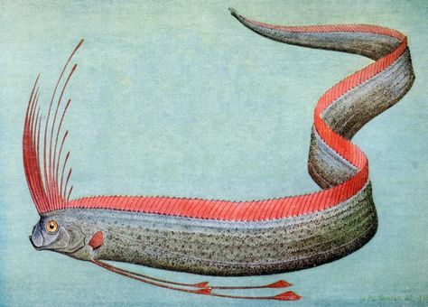 Moray Eel, Unique Facts, Weird Fish, Animal Study, Ceramic Hair, Childrens Drawings, Fish Drawings, Sea Creature, Scientific Illustration