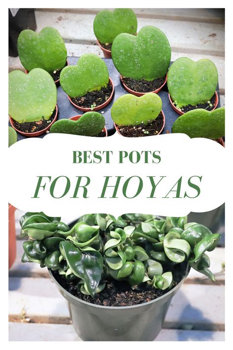 Types Of Hoya Plants, Hoya Types, Hoya Care, Plant Repotting, Pot Gardening, Hoya Obovata, Growing Mint, Hoya Plant, Lucky Plant