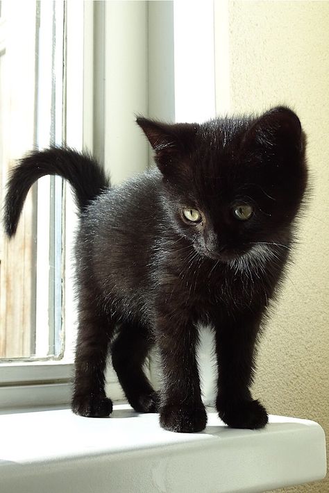 An adorable kitten. Would you like to take it home? #kittens #kitten #kitty #kittenscutest Black Cats Kitten, Cute Kittens Black, Cute Black Cats Kittens, Cute Black Kittens, Black Tabby Kitten, Black Kitten Aesthetic, Black Cats Cute, Baby Black Cat, Kittens Black