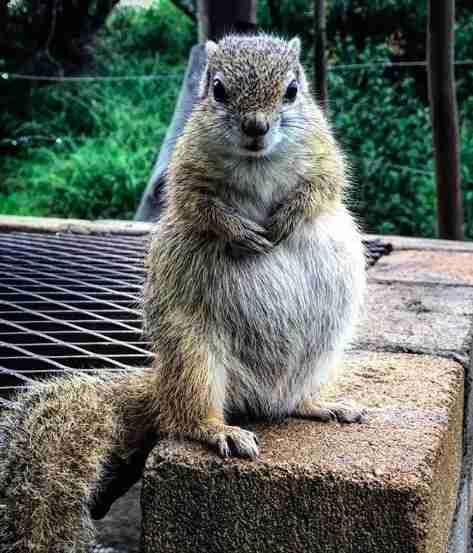 Pregnant Squirrel Returns To People Who Rescued Her To Have Her Baby - The Dodo Sleeping Squirrel, Fat Squirrel, Albino Squirrel, Pregnant Squirrel, Malabar Giant Squirrel, Cute Baby Animals, Where To Go, Baby Animals, Animals