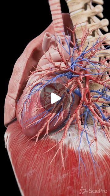 SciePro on Instagram: "🌬️💓 Dive into the Rhythm of Life: Breathing Lungs, Beating Heart, and Moving Diaphragm 🌬️💓   Explore the fascinating synchronization between the lungs, heart, and diaphragm in our latest animation.   Watch how each breath inflates the lungs, how the heart pumps blood, and how the diaphragm facilitates breathing, all in perfect harmony.   Perfect for health enthusiasts, medical students, and anyone curious about the human body’s natural symphony.   #CardioRespiratory #HeartAndLungs #DiaphragmMovement #MedicalEducation #SciePro #diaphragm #lung #cardiology #heart #3d #unity #madewithunity #cardio #physio #breathing #anatomy #med #medical #meded #respiratory #medstudent #study" Heart Pumping, Lungs Video, Heart Breathing, Lungs Anatomy, Heart Pumping Animation, Heart Beat Video, 3d Animation Videos, Lungs, Anatomy Cardiovascular System