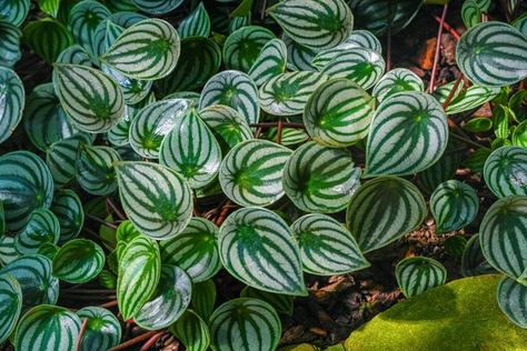 10 Things They Don't Tell You About Watermelon Peperomia Plants Peperomia Watermelon Plant, Peperomia Watermelon Care, Red Peperomia, Watermelon Peperomia, Pink Lady Peperomia, Watermelon Benefits, Orchid Potting Mix, Big Planters, Peperomia Plant