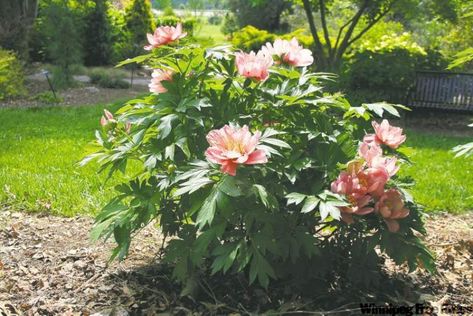 Itoh Peony, Peony Farm, Itoh Peonies, Peony Bush, Reap What You Sow, Growing Peonies, Southern Garden, Peonies Garden, Growing Food