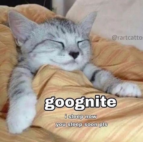 I Sleep Reaction Pic, Sleepy Reaction Pic, Sleep Reaction Pic, Cats And Dogs Movie, Cat Sleeping Funny, Cat Good Night, Eepy Cat, Sleep Memes, Cats Are Liquid