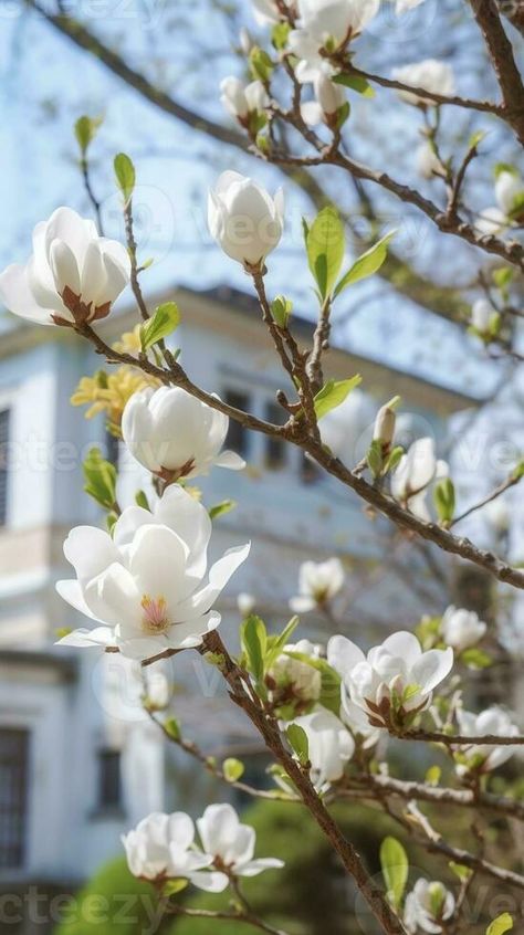 AI Generative Old almond tree prunus dulcis blooming in spring Prunus Dulcis, Almond Tree, Vector Graphics, Almond, Vector Free, Software, Photo And Video